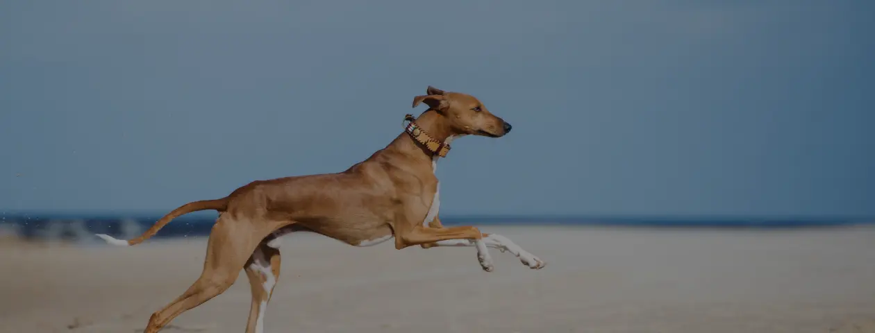 わんこ♡参加者スケジュール